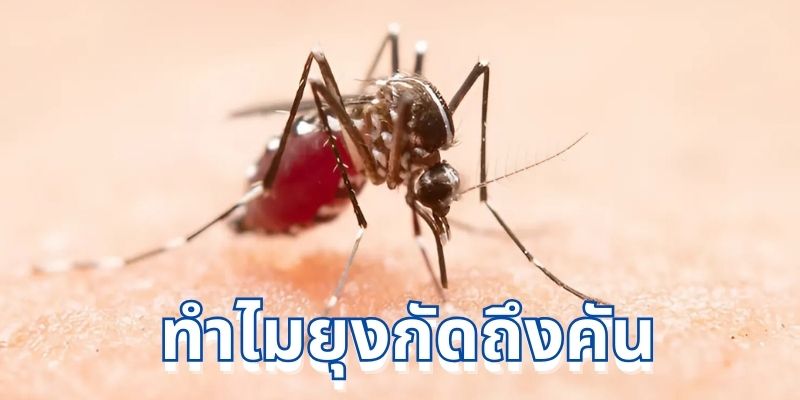 ทำไมยุงกัดถึงคัน: สาเหตุ อาการ และวิธีป้องกัน