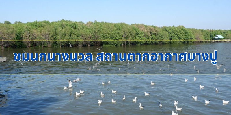ชมนกนางนวล: ประสบการณ์ที่ไม่เหมือนใคร