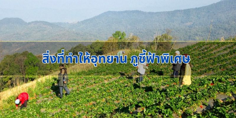 สิ่งที่ทำให้อุทยาน ภูชี้ฟ้าพิเศษ