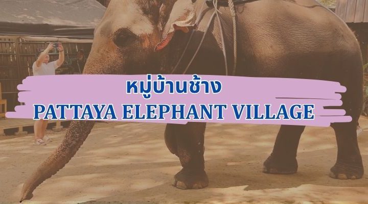 หมู่บ้านช้าง: สถานที่ที่มนุษย์และช้างอยู่ร่วมกันอย่างกลมกลืน