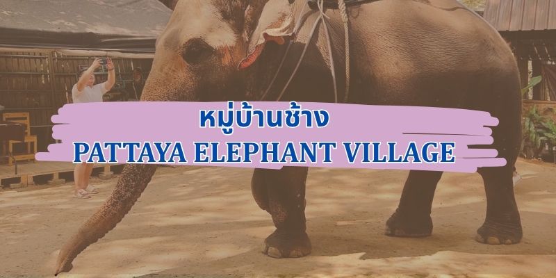 หมู่บ้านช้าง: สถานที่ที่มนุษย์และช้างอยู่ร่วมกันอย่างกลมกลืน