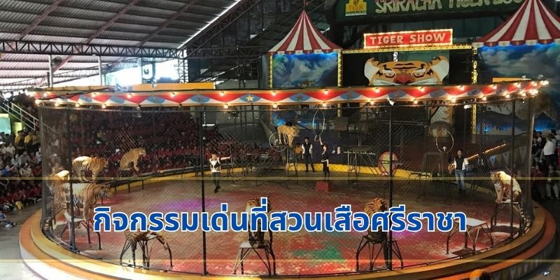 กิจกรรมเด่นที่สวนเสือศรีราชา
