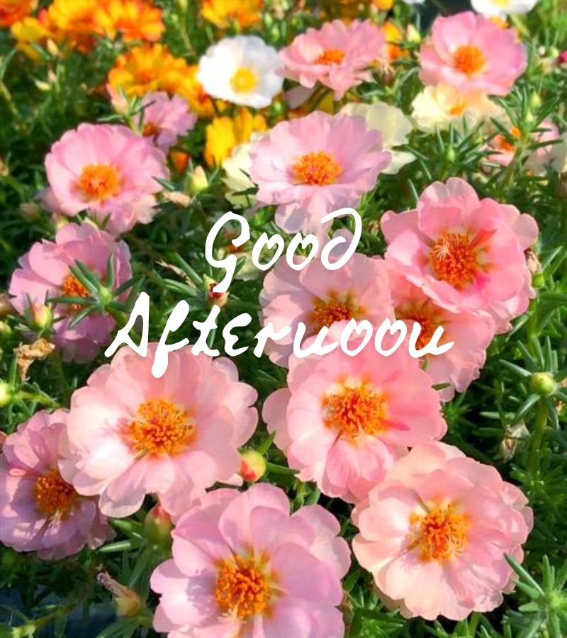 good afternoon images hd
