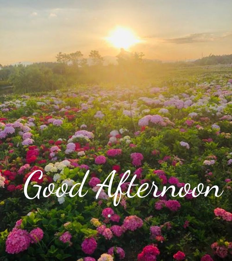 good afternoon images love
