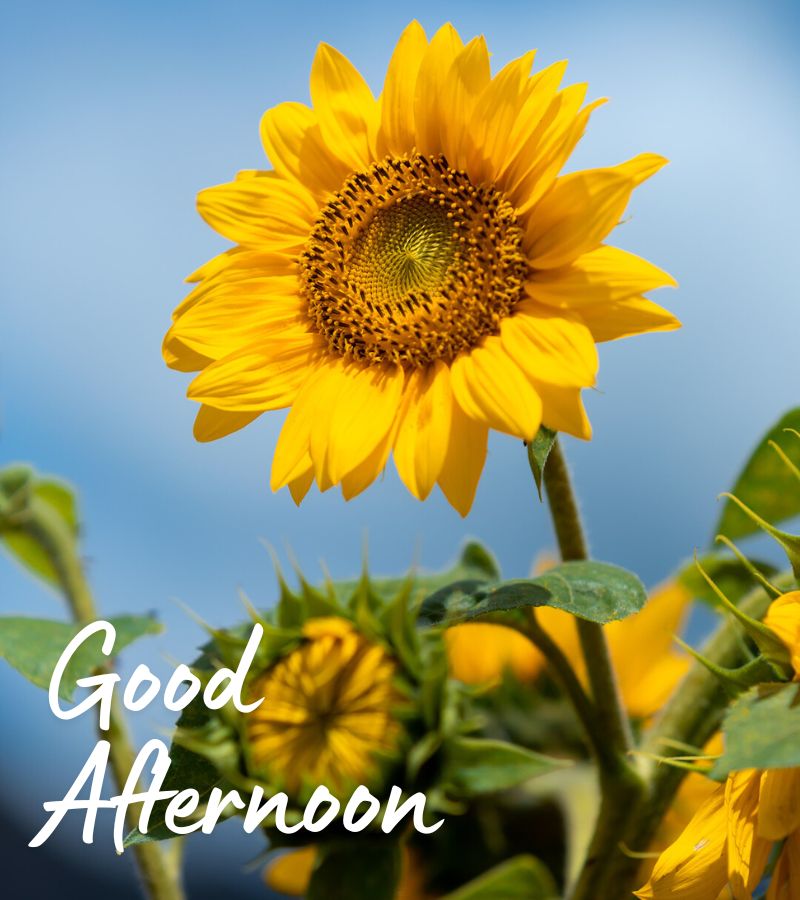 good afternoon images new