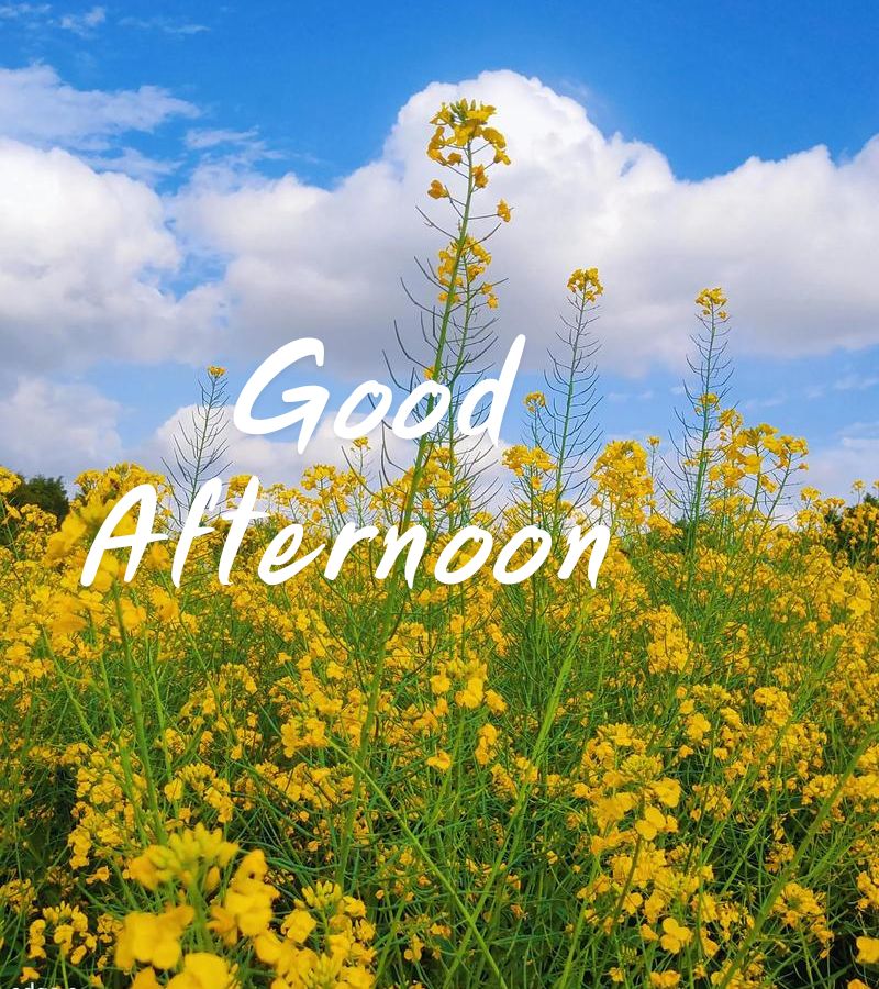 good afternoon images with flowers