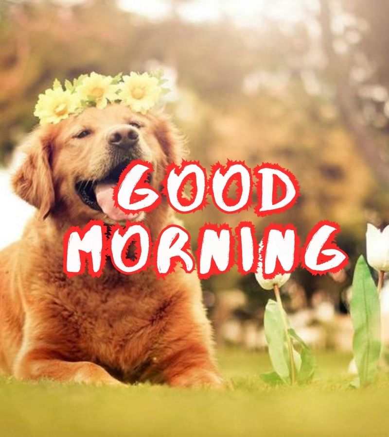 good good morning images