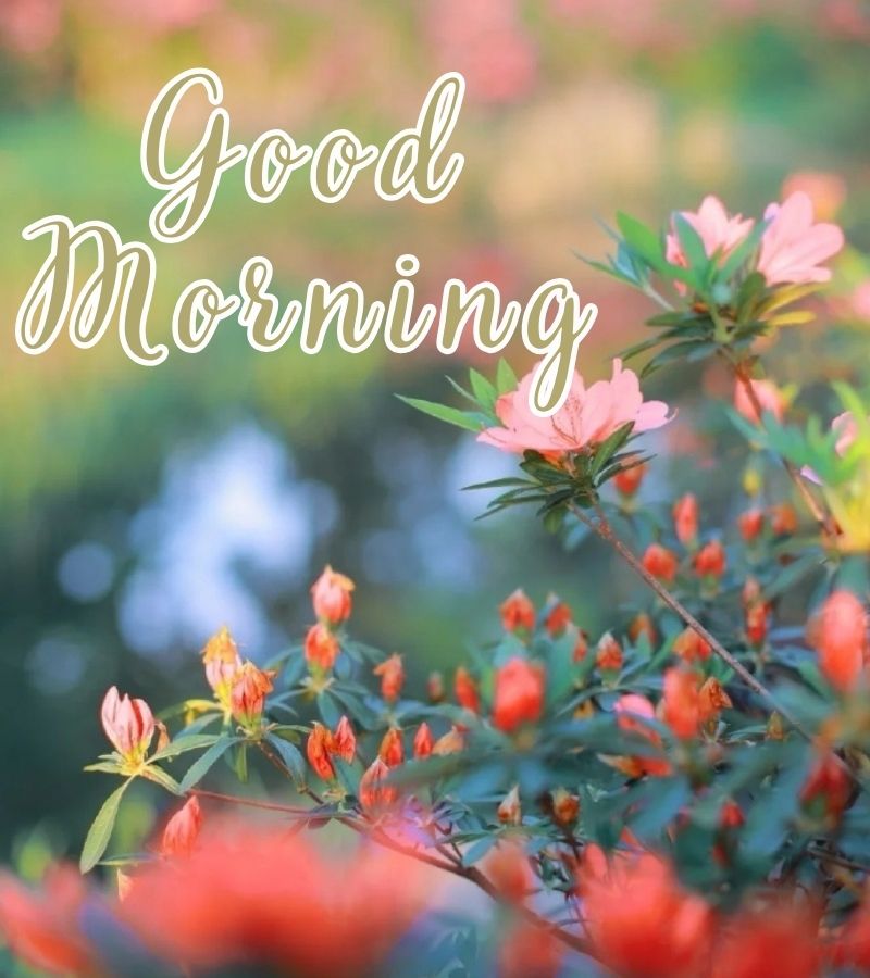 good morning images flowers