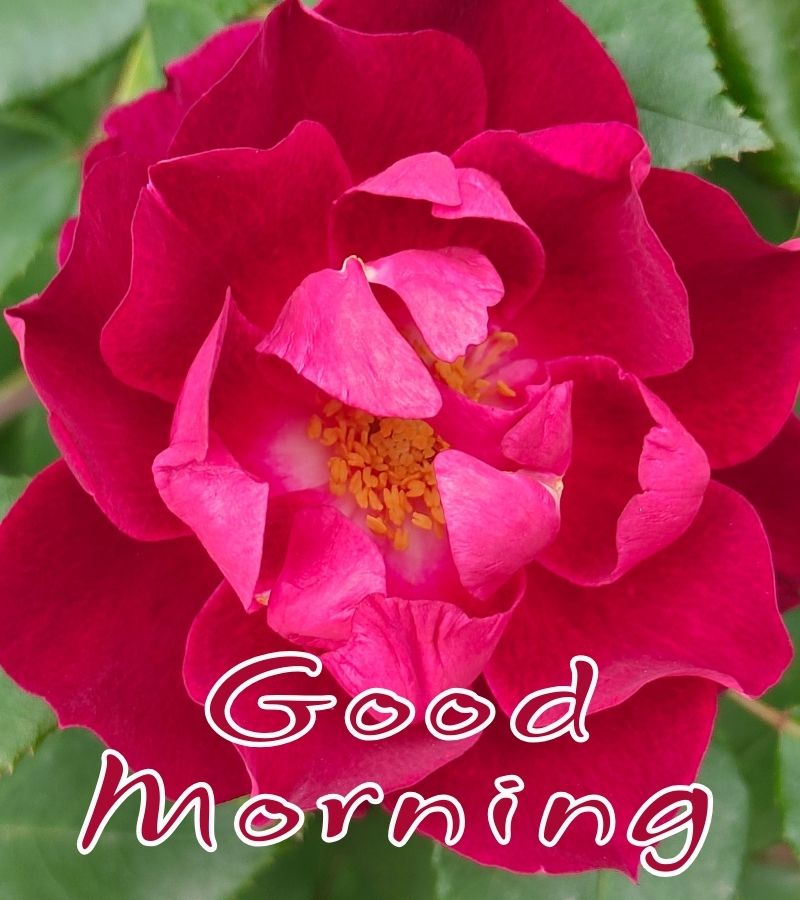 good morning images monday