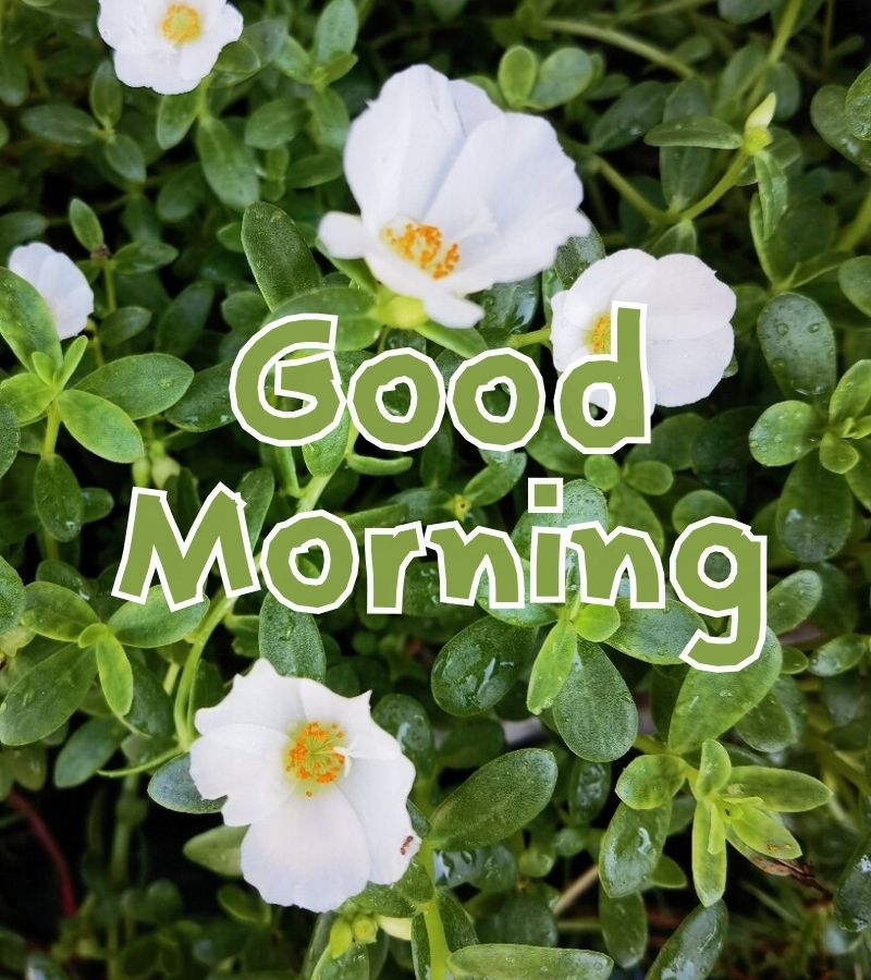 good morning images new