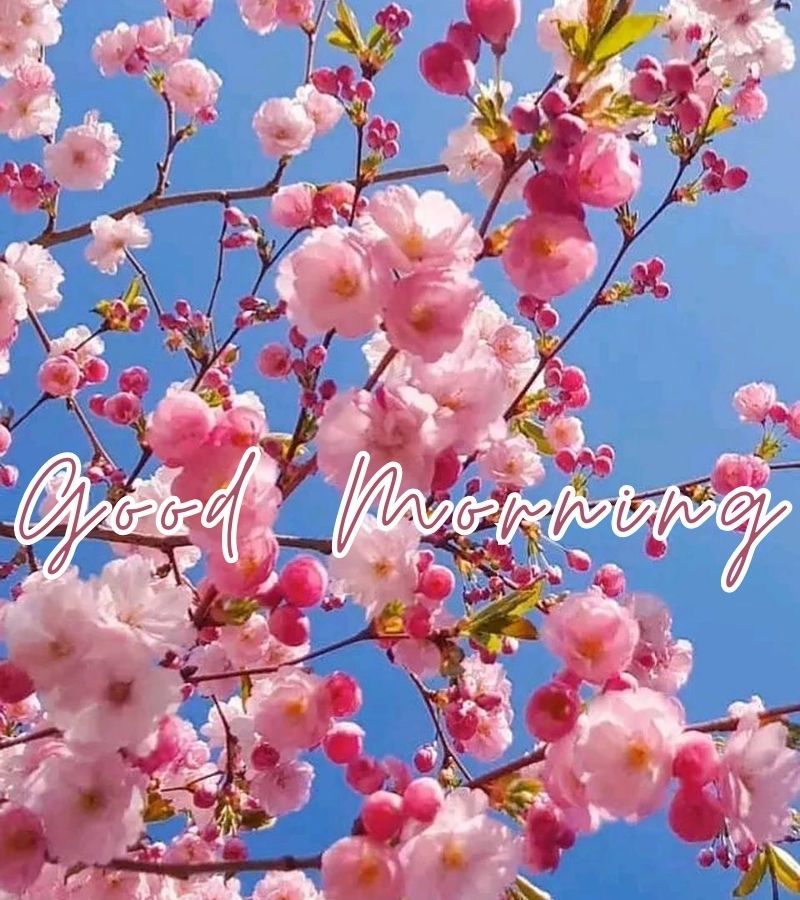 good morning images of flowers