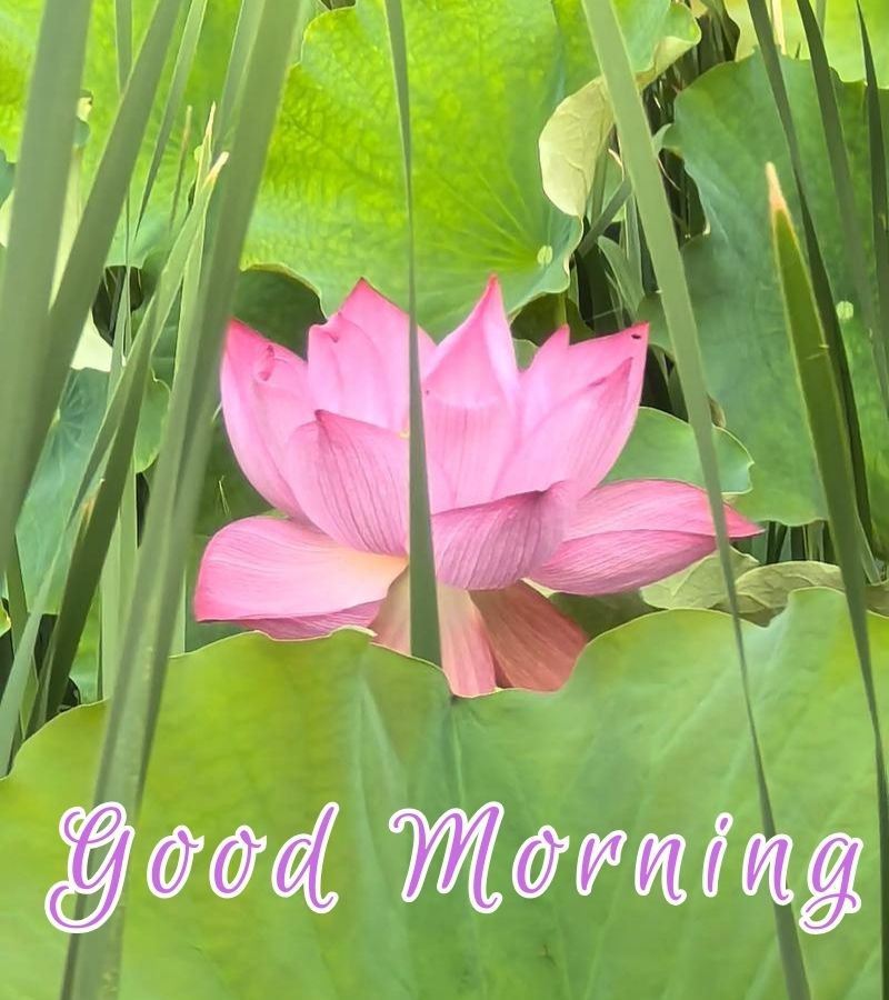 good morning images quotes