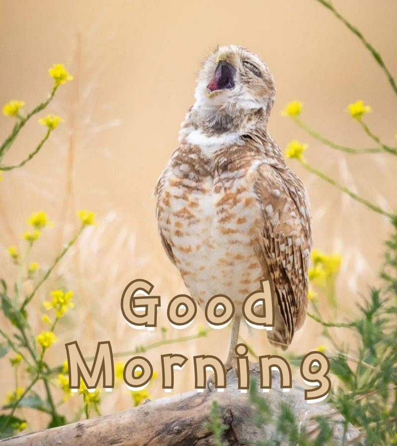 images good morning images