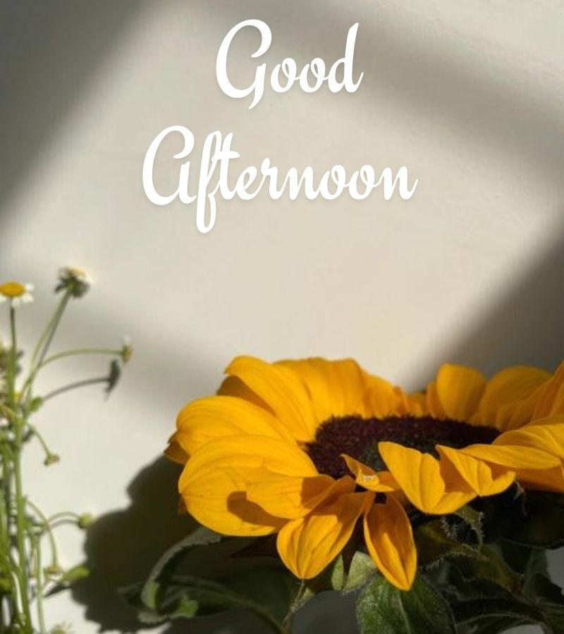 pictures good afternoon