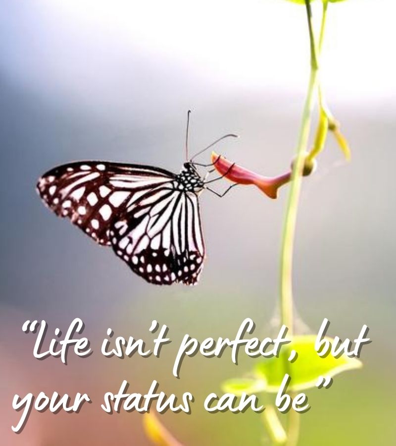 quotes about life whatsapp status