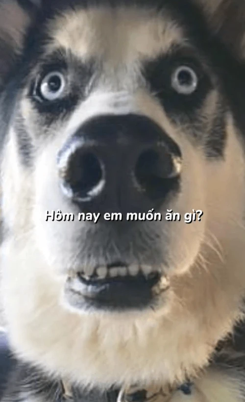 stupid animal pictures