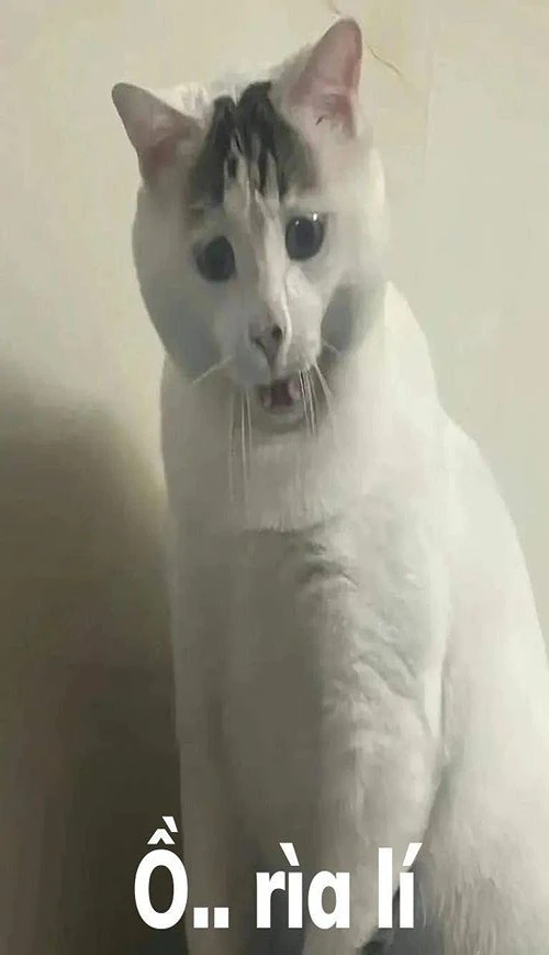 stupid cat photos
