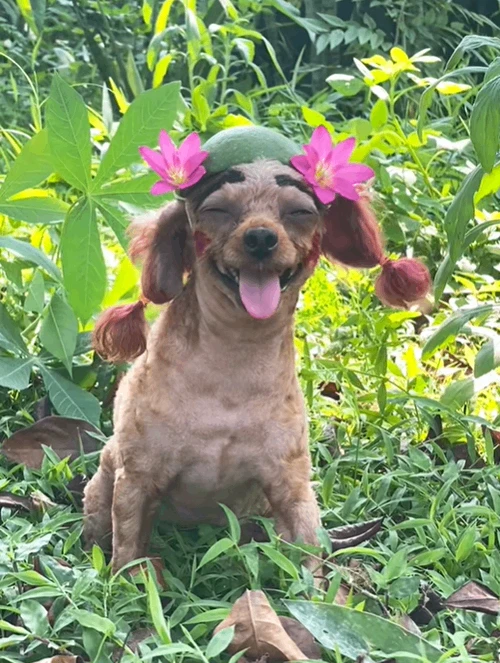 stupid dog photo