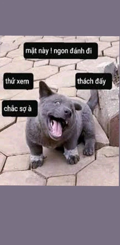 stupid random pictures
